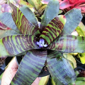 BROMELIAD Vinzant's Neoregelia SAVOY TRUFFLE Desirable Hybrid! Colorful Pup!