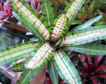 Bromeliad Neoregelia MOONDUST by Skotak! Rare Find! Offset Size Option!