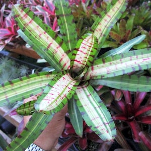 Bromeliad Neoregelia MOONDUST by Skotak! Rare Find! Offset!
