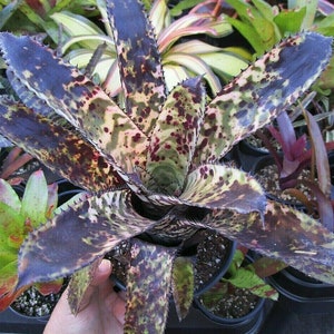 BROMELIAD Aechmea WHITE KNIGHT Hybrid Rare Oustanding Cross! Offset!