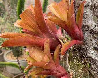 Bromeliad 2 Pack Neoregelia CHIQUITA MIA or LINDA Super Mini!!