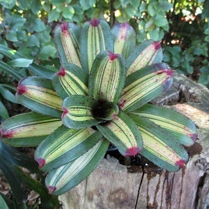 BROMELIAD Neoregelia Skotak&#39;s BACHATA Another Favorite! Offset!