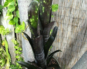 Bromeliad Billbergia Vinzant's DARTH VADER Must Have Hybrid! Size Choice!