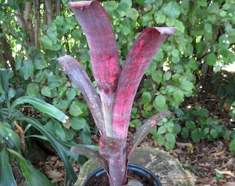 Bromeliad Billbergia DON'S PURPLE HAZE Amazing Colorful Large