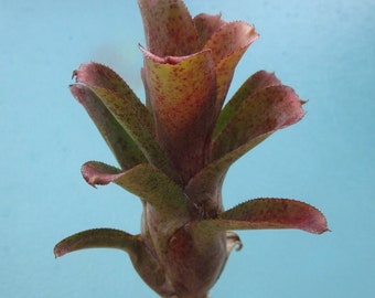 BROMELIAD Neoregelia Bahiana BOB READ Bulbous Stoloniferous! Offset