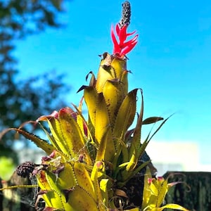BROMELIAD Aechmea TRIANGULARIS Magnificent Sought After Specie!