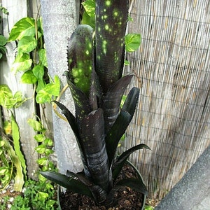 Bromeliad Billbergia Vinzant's DARTH VADER Must Have Hybrid! Size Choice!