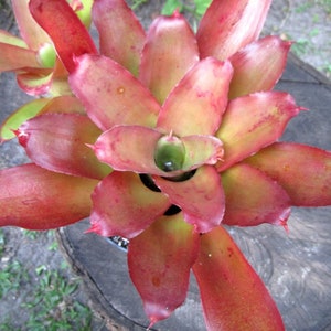 BROMELIAD Neoregelia ELTONIANA Colorful Chunky Species! Offset!