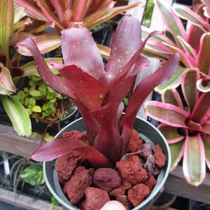 BROMELIAD Neoregelia HALLOWEEN Dark Funky Mini Beauty! Offset!