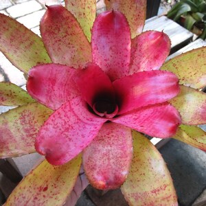 Bromeliad Neoregelia CHERRY FLOAT Stunning Colorful Hybrid! Offset!!