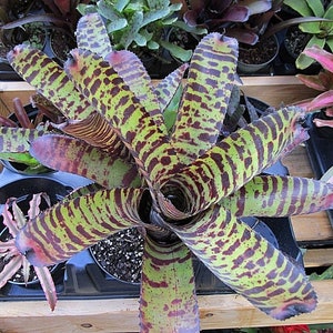 BROMELIAD Neoregelia Skotak&#39;s HANNIBAL LECTER Young Plant or Pup Choice!