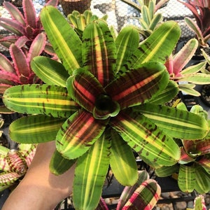 BROMELIAD Neoregelia Skotak's HALF PINT Gorgeous Mini Hybrid! Offset!!