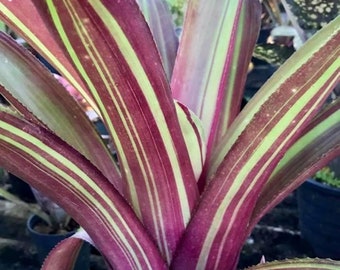 BROMELIAD Billbergia WICKED Large Colorful Grower! Offset/Pup