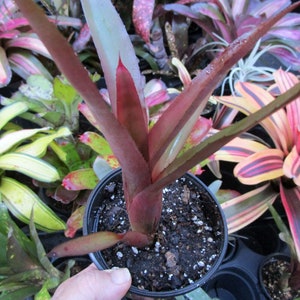 Bromeliad Neoregelia MARTINELLII RED FORM Stunningly Colorful Rare Find image 5