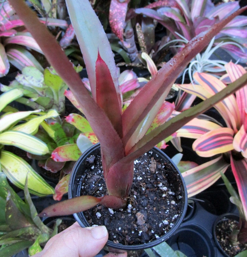 Bromeliad Neoregelia MARTINELLII RED FORM Stunningly Colorful Rare Find image 5