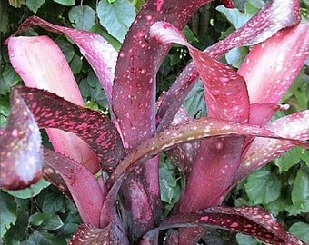 BROMELIAD Billbergia CHERRY BOMB Stunningly Colorful Hybrid! Size Option!!