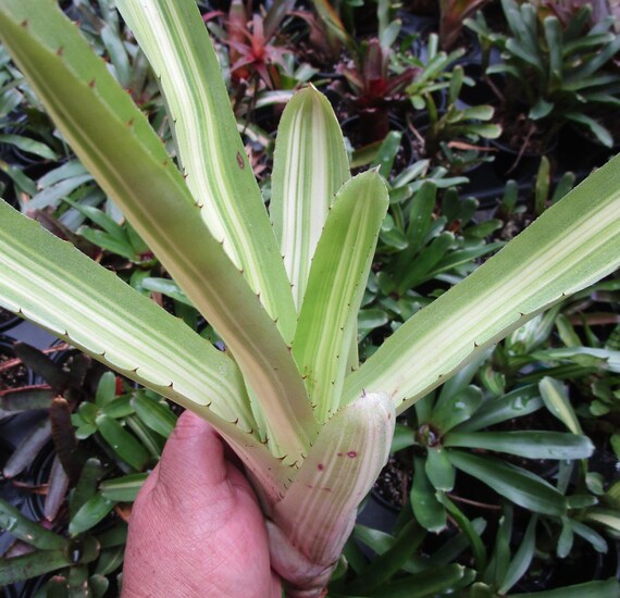 Aechmea aquilegia Variegated〔エクメア〕A0149 Aechmea aquilegia Variegated〔エクメア〕A0149 Aechmea aquilegia
