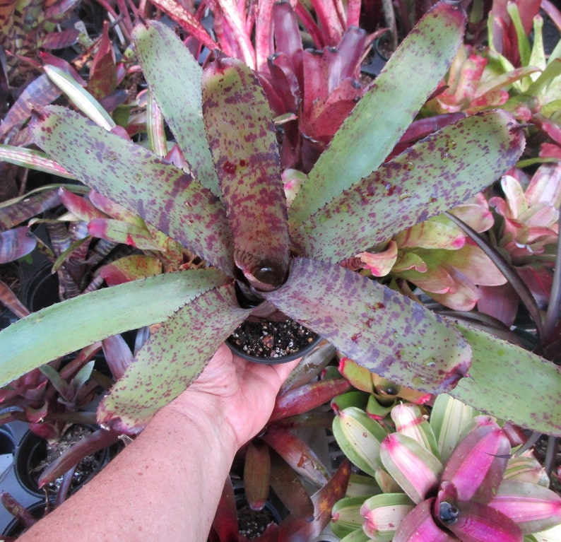 BROMELIAD Neoregelia MIDGET X TIGER Gorgeous Compact Hybrid Mature Plant Mature Plant 2