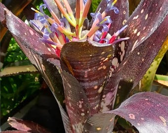 Bromeliad Billbergia DON'S PURPLE HAZE Amazing Colorful Large