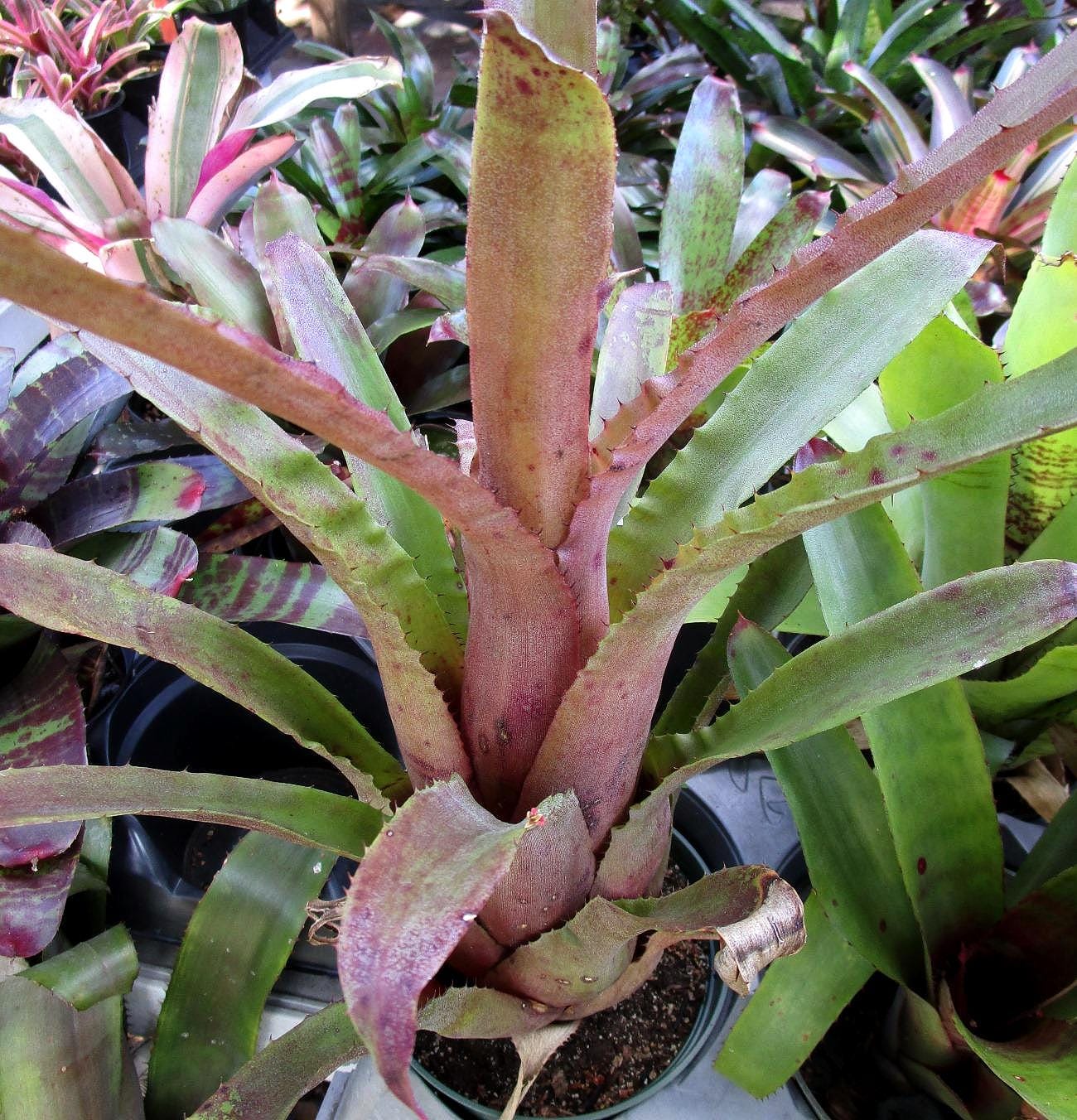 BROMELIAD Hohenbergia