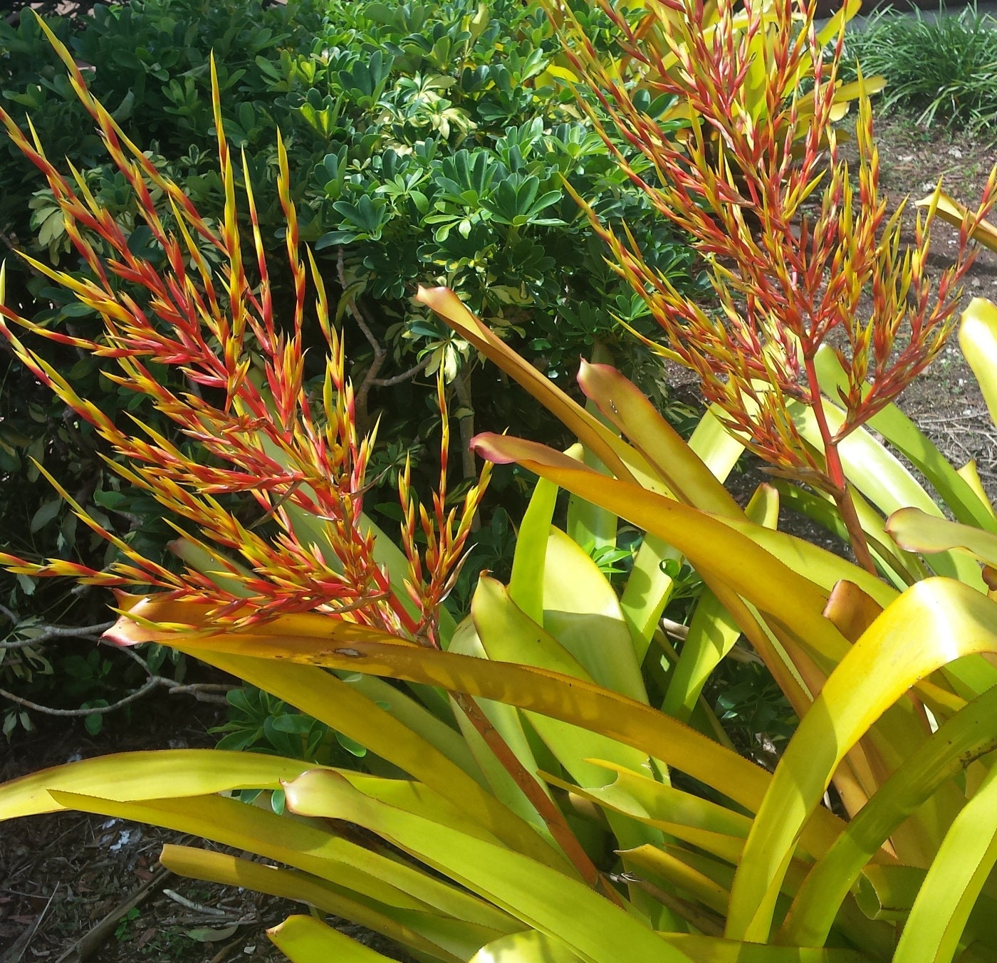 BROMELIAD Aechmea LEMON Best Among Blanchetiana Full Sun