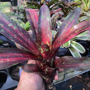 Bromeliad Neoregelia &#39;Predatress&#39; Offset - Variegated Foliage
