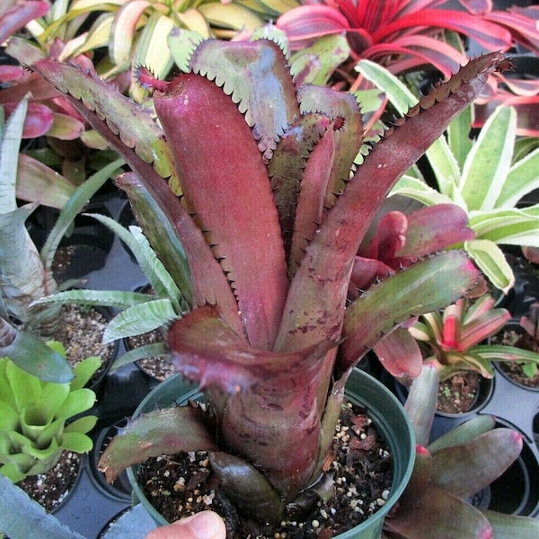 Bromeliad Billbergia HORRIDA var TIGRINA X GERDA Amazing Hybrid! Offset/Pup!