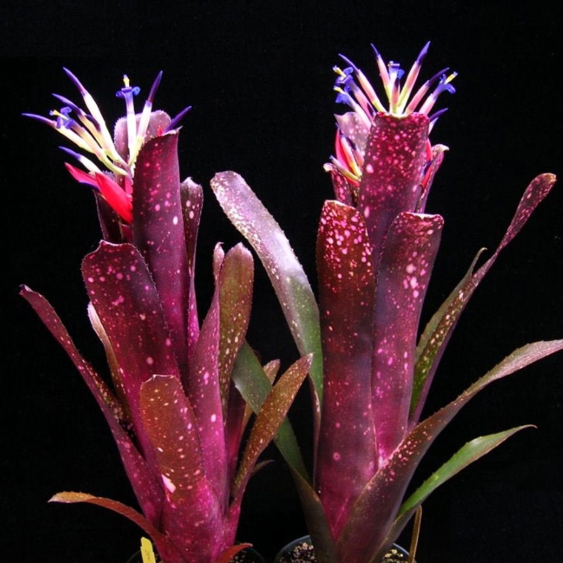 Billbergia Don’s Blest ① Bromeliad Billbergia DON'S PURPLE HAZE Amazing Colorful Large