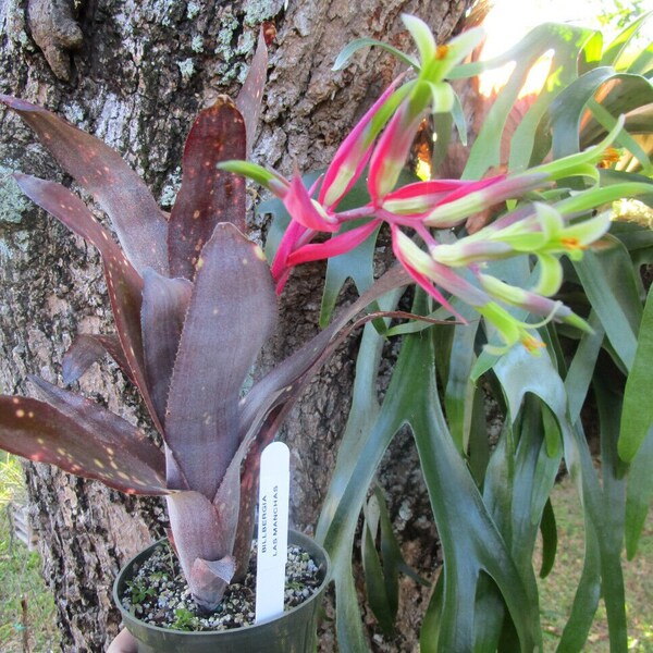 BROMELIAD Beadle's Billbergia LAS MANCHAS Cute Little Thing!