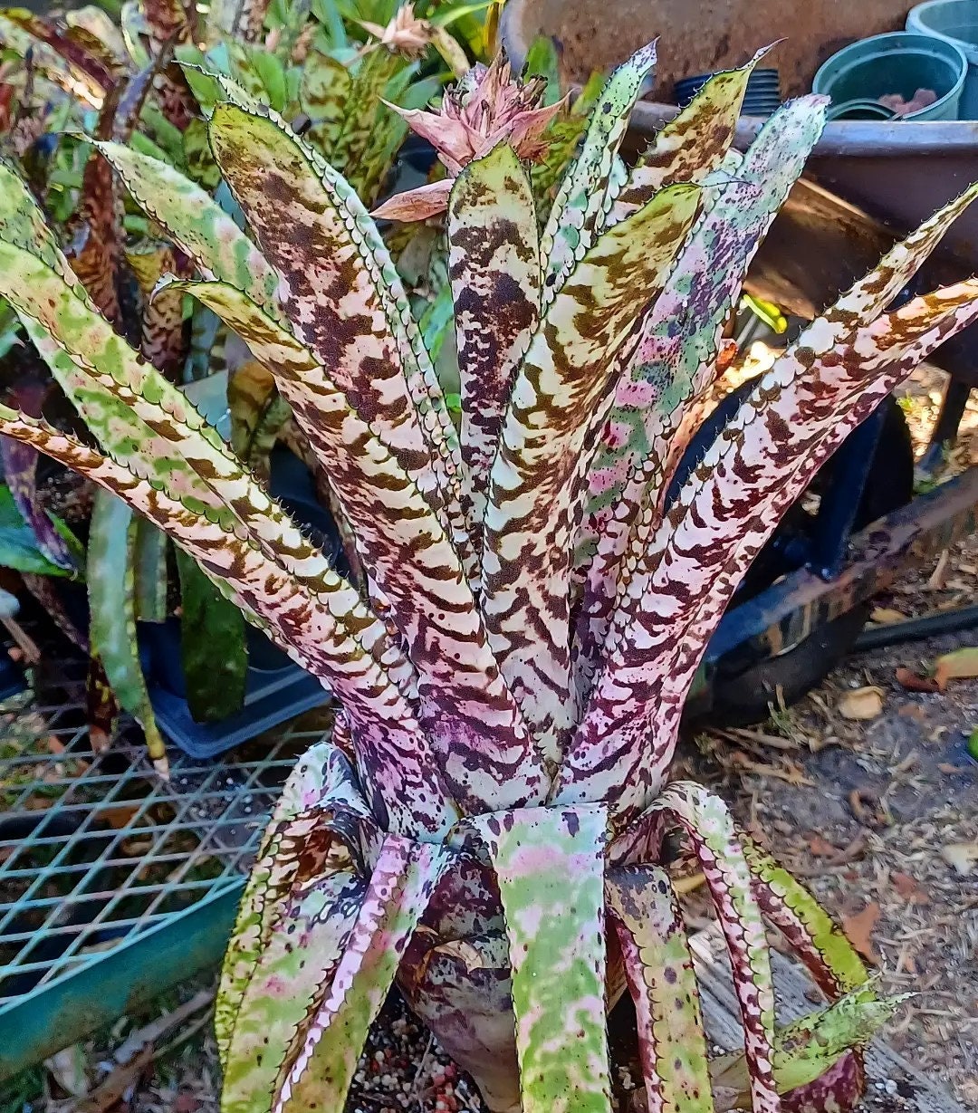 BROMELIAD Aechmea WHITE KNIGHT Offset - Rare Orlandiana Cultivar