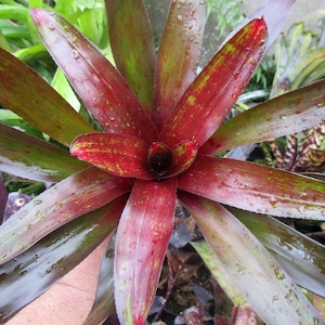 Bromeliad Neoregelia &#39;Paterson&#39;s Lovesong&#39; Offset - Colorful Hybrid