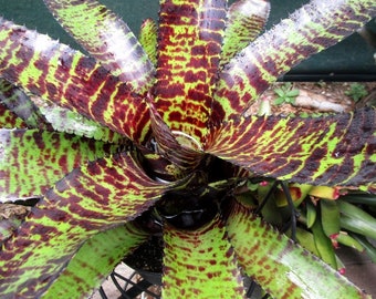 BROMELIAD Neoregelia Skotak's FREDDY KRUEGER Stunning Large Grower! Offset!