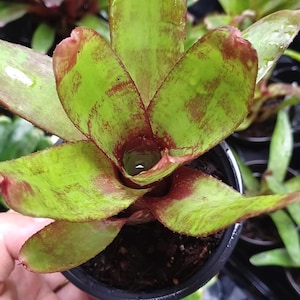 Bromeliad Neoregelia &#39;Victoria&#39;s Secret x Lilliputiana&#39; - Offset