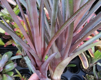 BROMELIAD Aechmea DISTICHANTHA Loves Sun! Stunning Bloom! Offset!