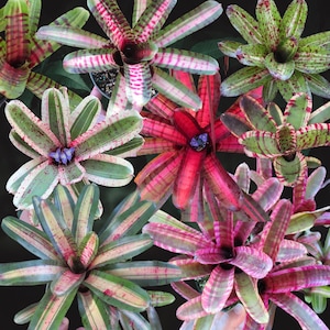 8 Mini Skotak Neoregelia Bromeliads – Variegated – Grower’s Choice Pack