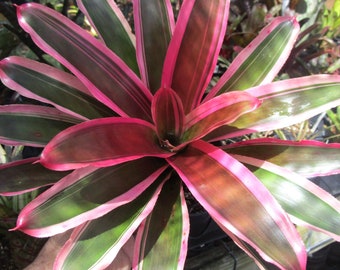 BROMELIAD Neoregelia Skotak's Unregistered Compact Grower! Absolutely Gorgeous!