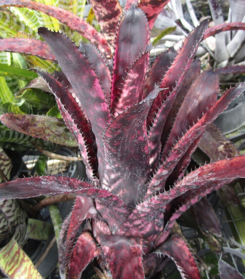 ブロメリア・エアープランツ Aechmea Orlandiana Pickaninny Aechmea Orlandiana Pickaninny BROMELIAD Aechmea Orlandiana