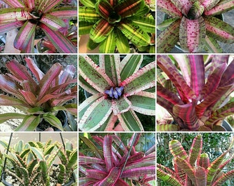 6 Pack Special/Collector BROMELIAD Skotak's MINI Neoregelia ONLY 13.50/Pup