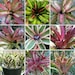 see more listings in the Plants section