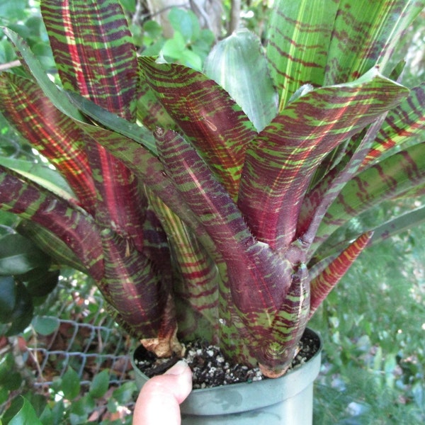 BROMELIAD Neoregelia Skotak's DELIRIOUS Hefty Compact Grower! Gorgeous Offset!