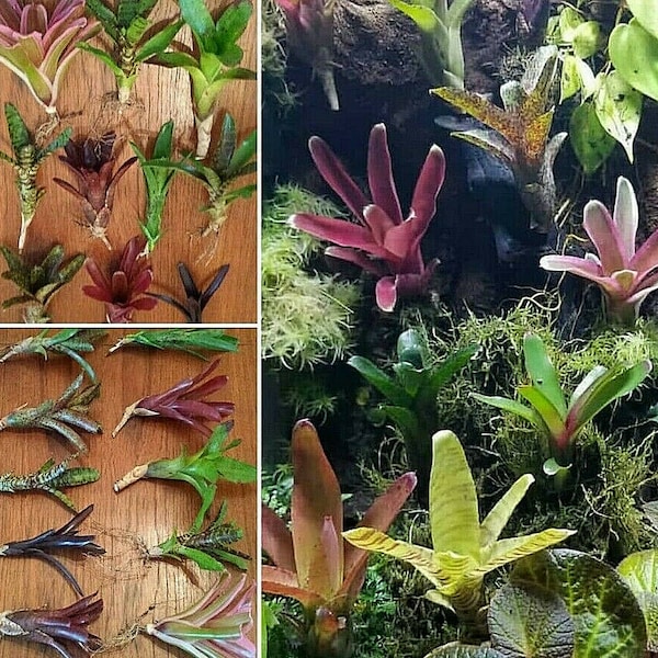 BROMELIAD 5 - 10 Pack Neoregelia Miniature Pups For Vivarium! Each Different Variety!