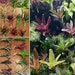 see more listings in the Plants section