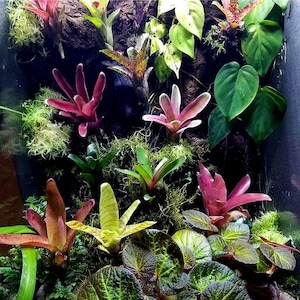 BROMELIAD 5 - 10 Pack Neoregelia Miniature Pups For Vivarium! Each Different Variety!