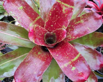 Bromeliad Neoregelia Skotak's BROKEN HEART Non-Variegated But Colorful Plant!