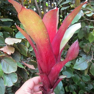 BROMELIAD Billbergia AMOENA var. Amoena Red Form Great Find Gorgeous Offset image 3