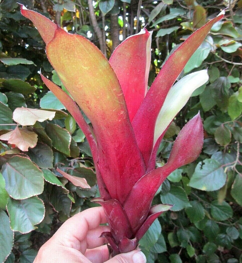 BROMELIAD Billbergia AMOENA var. Amoena Red Form Great Find Gorgeous Offset image 3