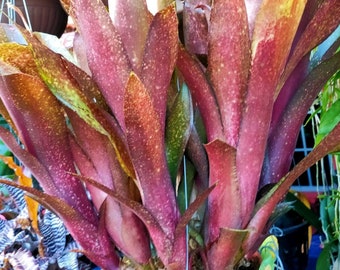Bromeliad Billbergia DON'S PURPLE HAZE Amazing Colorful Large
