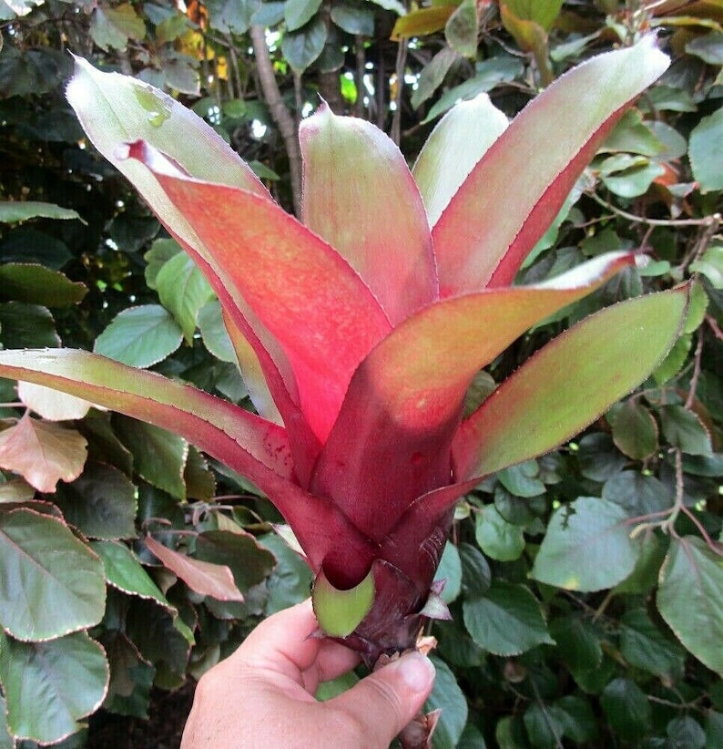 BROMELIAD Billbergia AMOENA var. Amoena Red Form Great Find Gorgeous Offset image 1