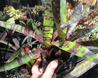 BROMELIAD Neoregelia Vinzant's BLUEBERRY TIGER Colorful Gorgeous Offset!!