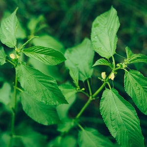Corchorus Olitorius Leaves & Stems — Molokhia - Egyptian Spinach - Saluyot - Jute Mallow – Organically Grown